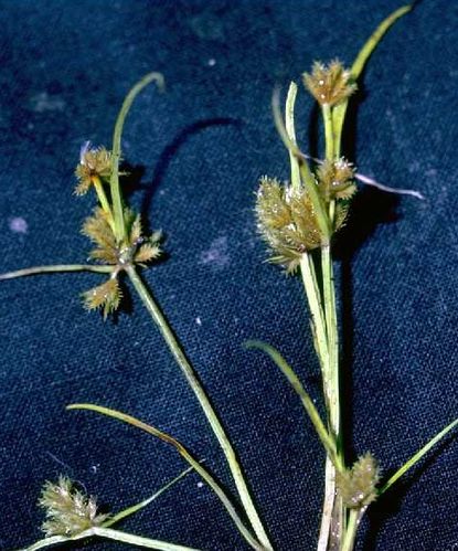 Cyperus squarrosus